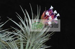 展 绿领园空凤植物室内装饰无土栽培国际 heteromorpha 大狐狸尾