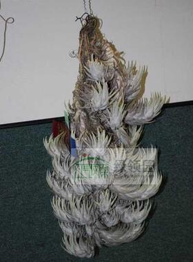 展示 空气凤梨 Tillandsia Mitlaensis 子弹