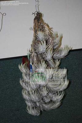 展示 空气凤梨 Tillandsia Mitlaensis 子弹