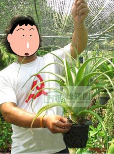 flexuosa Forma alba 空气凤梨 白旋风 变种 展示