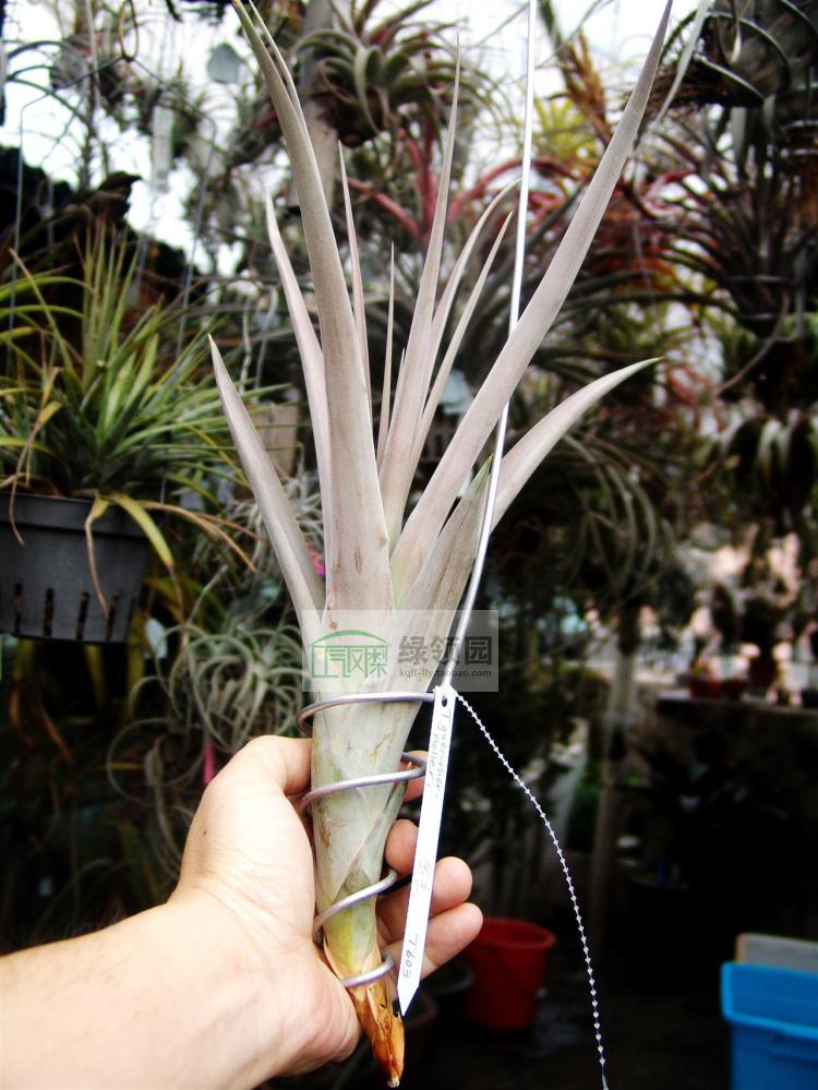 展示 空气凤梨 鸟岩 Tillandsia guenther-nolleri 香槟质感