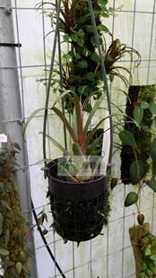 Racineae tetrantha 空气凤梨 展示