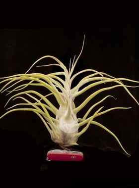 空气凤梨-T.Perfection(Showtime X caput-medusae)