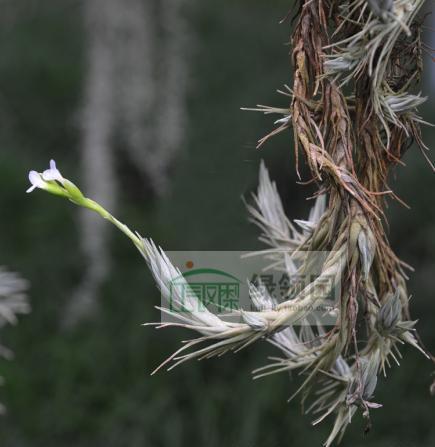 展 空气凤梨无土栽培 Tillandsia burle-marxii 微型品种（种株）