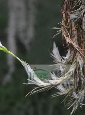展 空气凤梨无土栽培 Tillandsia burle-marxii 微型品种（种株）