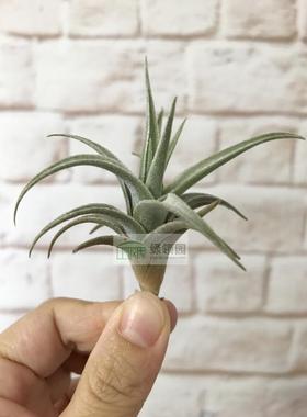 空气凤梨【展示】T.xiphioides f. Holm园艺变种小型媳妇