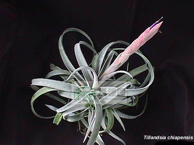 空气凤梨【展示】Tillandsia Chiapensis 大香槟