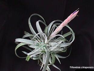 空气凤梨【展示】Tillandsia Chiapensis 大香槟