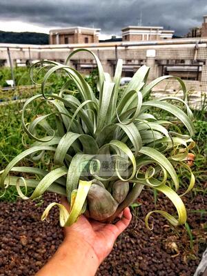 T.'Bird Rock on Steroids'鸟岩镇园之宝三基因 卷美x肉丝卡帕