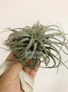 空气凤梨【展示】T.Tectorum Pincushion 小鸵鸟型鸡毛品种