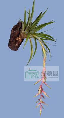 展示 空气凤梨 Tillandsia alfredo-laui 原生下垂花属品种