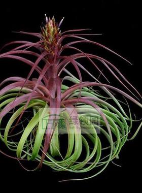 展示 空气凤梨 T.Bradeana x Roland-Gosselinii杂交品种