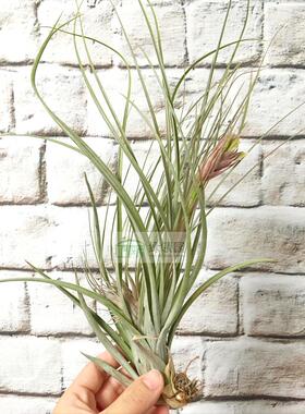 展示 空气凤梨 Tillandsia Exserta x Fasciculata “Mutant”
