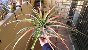 Charm 空气凤梨 罗兰Tropiflora Rosy Pachara 展示