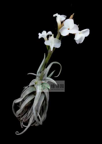 展】T.streptocarpa v.alba x albida稀有杂交白花电卷捧x阿比达