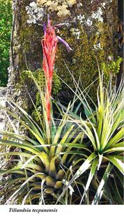 展示 空气凤梨 Tillandsia tecpanensis 少见品种