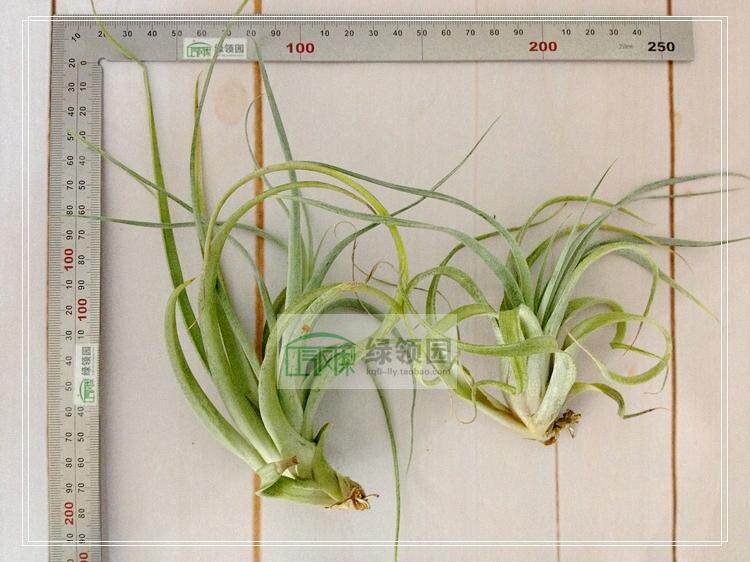 空气凤梨【展示】Tillandsia albida X chiapensis 阿比达x香槟