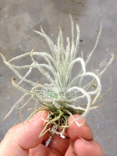 空气凤梨-展示-Tillandsia igneciae 毛毛类品种