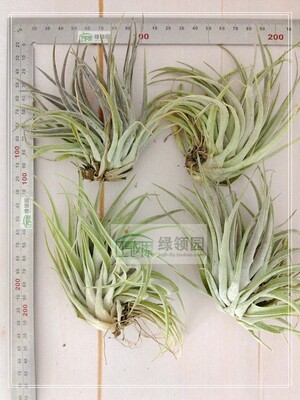 展示 空气凤梨 Tillandsia brachycaulos Red Form