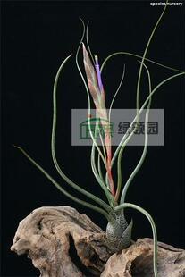 展示 空气凤梨 Tillandsia butzii Large 虎斑（大）