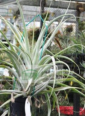 空气凤梨【展示】Tillandsia Latifolia Giant 巨型变种