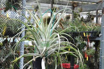 空气凤梨【展示】Tillandsia Latifolia Giant 巨型变种