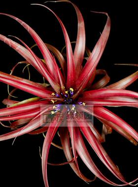 展示 空气凤梨 热带 Tillandsia abdita Mexican form 修女变种