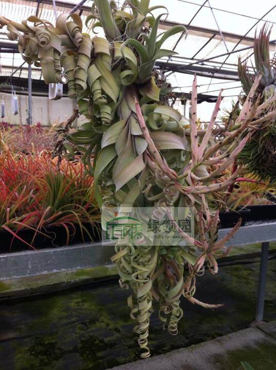 展示空气凤梨室内无土栽培 Tillandsia 'Curly Slim' 热带版花卷