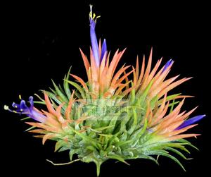 空气凤梨 热带 T. ionantha 'Peach' 紫花水蜜桃