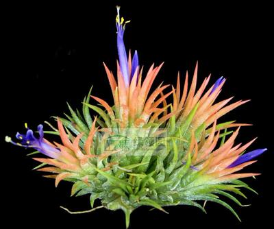 空气凤梨 热带 T. ionantha 'Peach' 紫花水蜜桃