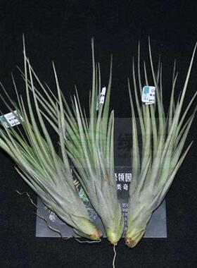空气凤梨【展示】Tillandsia gemeniflora x recurvifolia