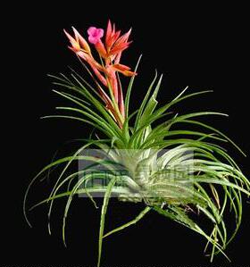 空气凤梨【展示】T.geminiflora x sucrei 绿薄纱v苏黎世