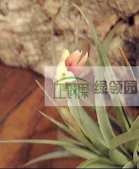 空气凤梨【展示】T. ixioides x meridionalis 黄水晶*鮎鱼