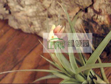 展示 空气凤梨 T. ixioides x meridionalis 黄水晶*鮎鱼