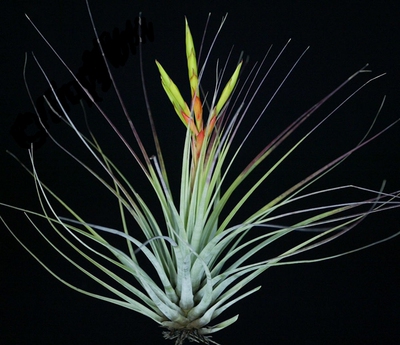 展示 空气凤梨 T.fasciculata Central America费西小型变种