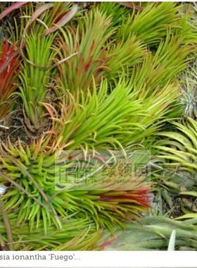 空气凤梨【展示】T. ionantha fuego totem pole 福果图腾