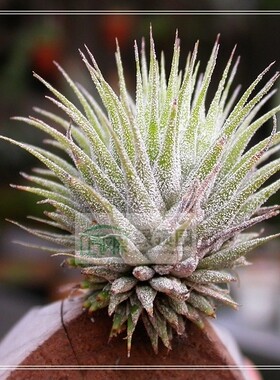 展示 空气凤梨 Tillandsia Ionantha Hazelnut 榛子精灵