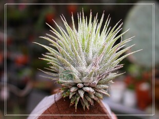 展示 空气凤梨 Tillandsia Ionantha Hazelnut 榛子精灵