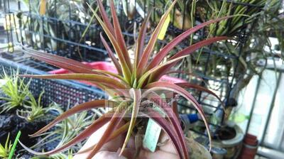 【展示】T.capitata yellow x ionantha druid卡比黄x德鲁伊精灵