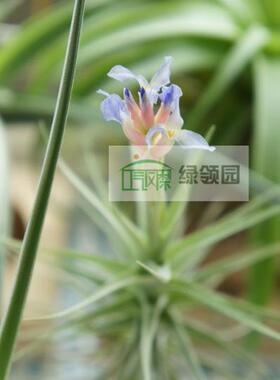 展示 空气凤梨 T.bergeri (Clump #1) 贝吉(丛生)