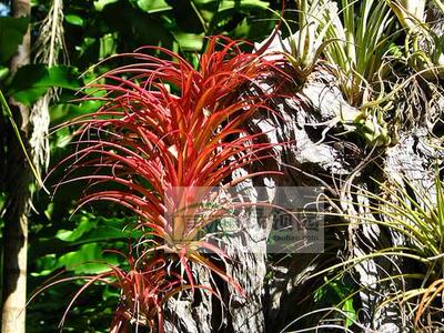 展示 空气凤梨 热带 Tillandsia capitata 'Rubra' 卡比塔塔全红
