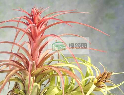 展示 空气凤梨 热带 Tillandsia 'Bauple' 波普