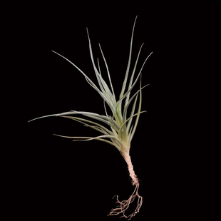 展示 空气凤梨 Tillandsia dorotheae 小型品种