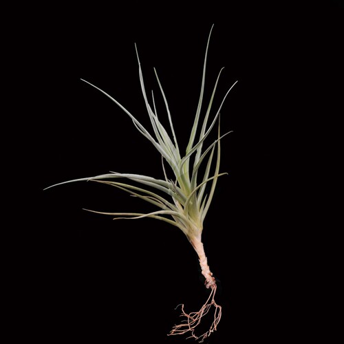 展示 空气凤梨 Tillandsia dorotheae 小型品种 - 封面