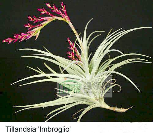 展示 空凤Tillandsia 'Imbroglio' 热带版巨兽（树猴变种×多国） - 封面