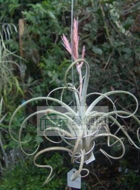 展示 空气凤梨 T.Big Whopper (fasciculata X caput-medusae)