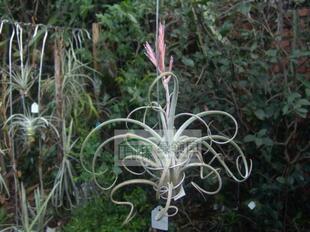 展示 空气凤梨 T.Big Whopper (fasciculata X caput-medusae)