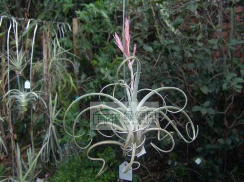 展示 空气凤梨 T.Big Whopper (fasciculata X caput-medusae)