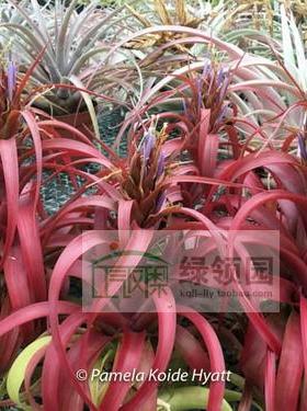 展 空凤植物无土栽培室内Etna（rothii x bradeana）柔婷x修女