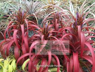 展 空凤植物无土栽培室内Etna（rothii x bradeana）柔婷x修女